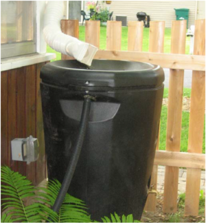 This image shows an installed rain barrel