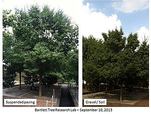 photo comparing trees grown with suspended pavement and in gravel/soil