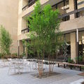 photo of Pace University tree system