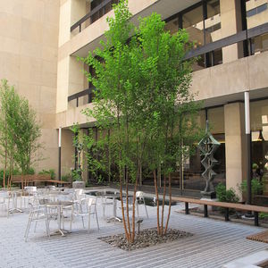 photo of Pace University tree system