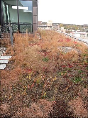 image of Edgewater green roof