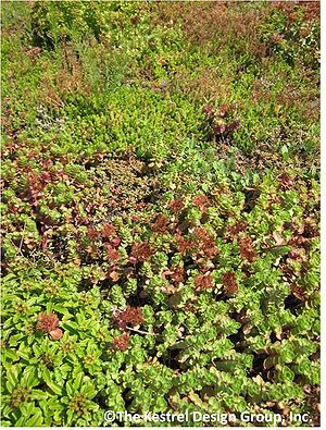 photo of sedums on Target Center Arena green roof