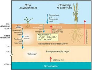 schematic illustrating salt accumulation in soil