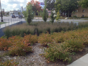 This picture shows a finished basin with simple groupings of shrubs grasses and trees