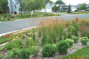 photo illustrating a completed rain garden