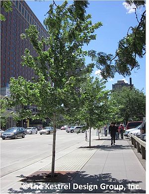 photo of trees on marquette Avenue