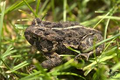 American-toad.png