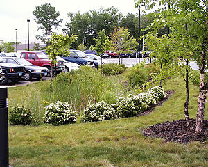 photo showing a rain garden in a parking area