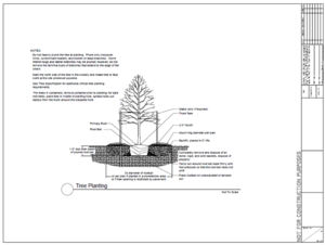 tree planting detail schematic