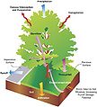 Mechanisms of tree stormwater benefits.jpg