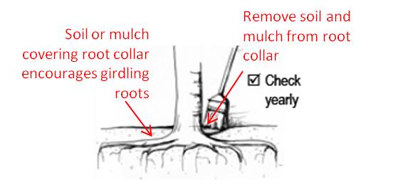 File:Schematic of soil mulch removal.jpg