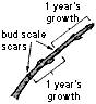image showing how to determine annual growth