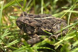 File:American-toad.png