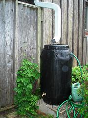 This image shows a rain barrel
