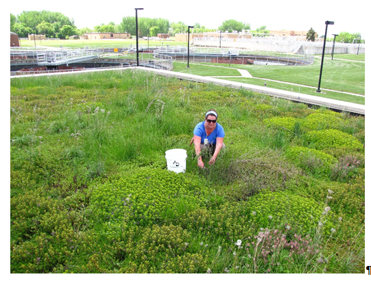 File:Maintenance of Empire WWTF green roof.PNG