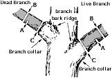 pruning branches at the branch collar (Johnson 1999)