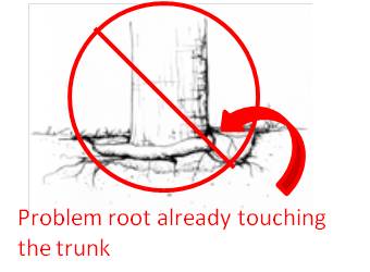 File:Girdling roots encircling.jpg