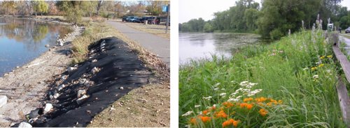 photos illustrating the south shore of Lake Phalen before and after restoration