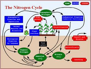 image nitrogen cycle