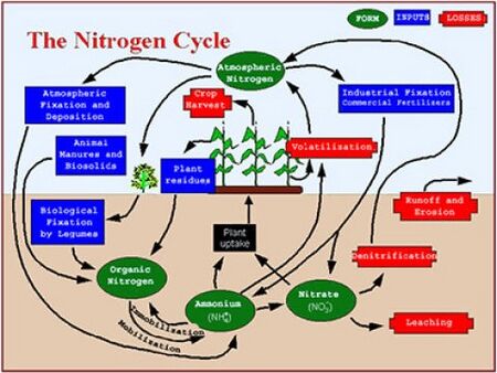 Soil chemical properties and processes - Minnesota Stormwater Manual