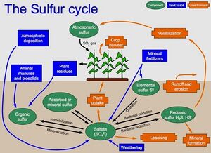 image of sulfur cycle