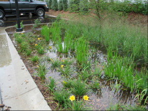 photo of bioretention with water