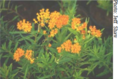 Butterfly milkweed.png
