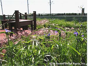 photo of Native Plants on Phillips Eco-Enterprise Green Roof