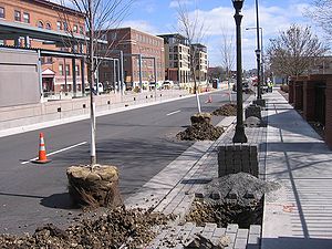 photo of trees prior to planting for the Light Rail project, St. Paul, MN