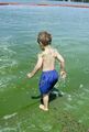 Child playing in algae