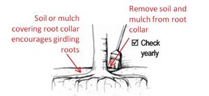 schematic illustrating removal of soil and mulch from root collar
