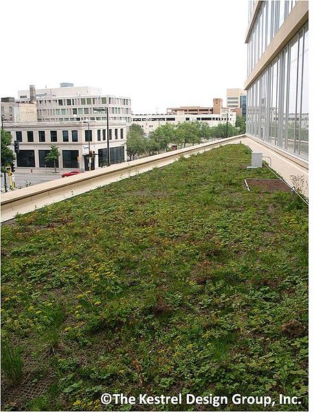 File:Minneapolis Central Library 2nd Floor Northwest Facing Green Roof, Minneapolis, MN.jpg
