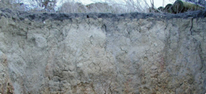 image of sodic soil