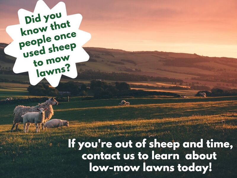 File:Sheep and low-mow.jpg