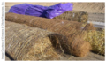 Erosion control blankets.PNG