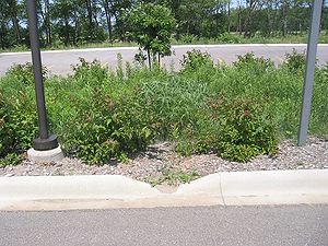 Photo showing a curb cut for an Arboretum rain garden
