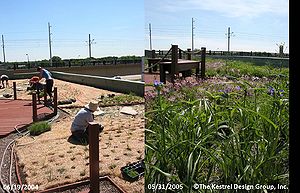 photo showing Plugs during installation and one year later at Phillips Eco-Enterprise Green Roof, Minneapolis, MN.