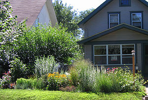 photo of a rain garden planted with native vegetation
