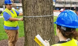 photo of an on-going tree survey
