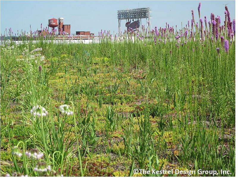 File:Native Plants on Target Center Arena Green Roof, Minneapolis, MN.jpg