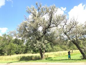 photo of Russian olive tree Minneapolis