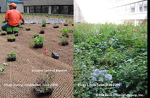 image showing Erosion Control Blanket and Native Plant Plugs at Minneapolis City Hall Green Roof, Minneapolis, MN