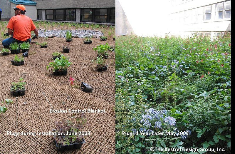 File:Erosion Control Blanket and Native Plant Plugs at Minneapolis City Hall Green Roof, Minneapolis, MN.jpg