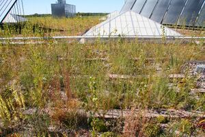 image of green roof plantings