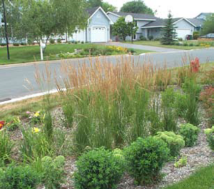 photo illustrating a completed rain garden