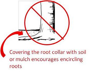 schematic showing an example of soil too high above root collar