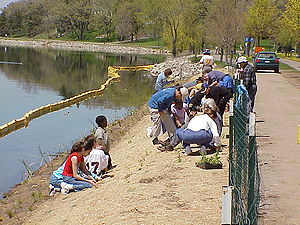 photo showing volunteers planting on the southeast shore of Lake Phalen