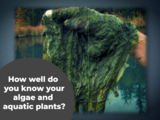 How well do you know your algae
