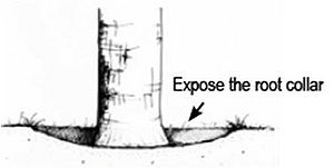 schematic showing how to loosen and remove the soil around the base of the tree until the first set of roots is found (from Johnson et al 2008)