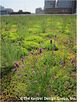 image of target center green roof, Minneapolis, MN